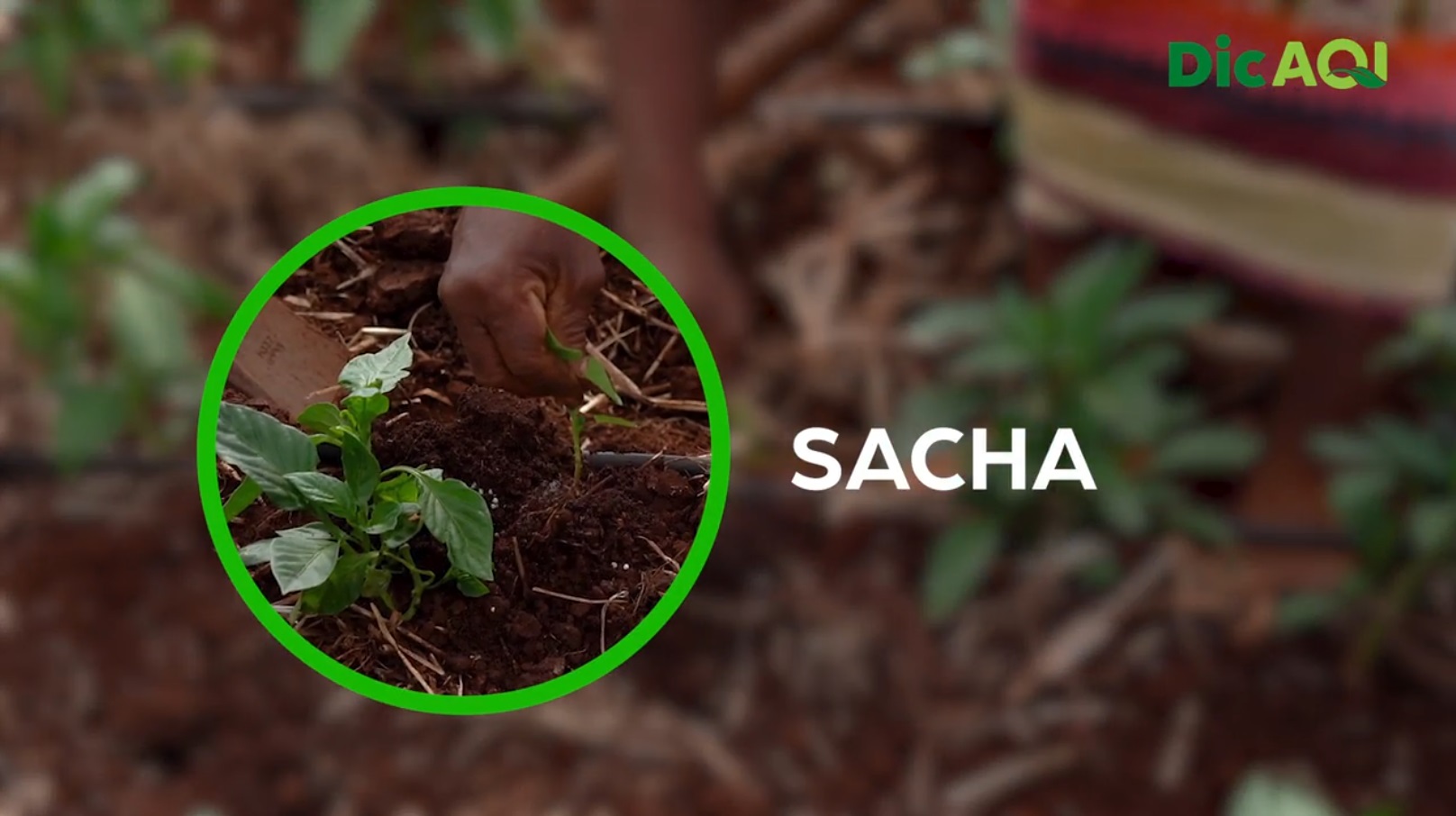 DicAQI - Importância da Sacha