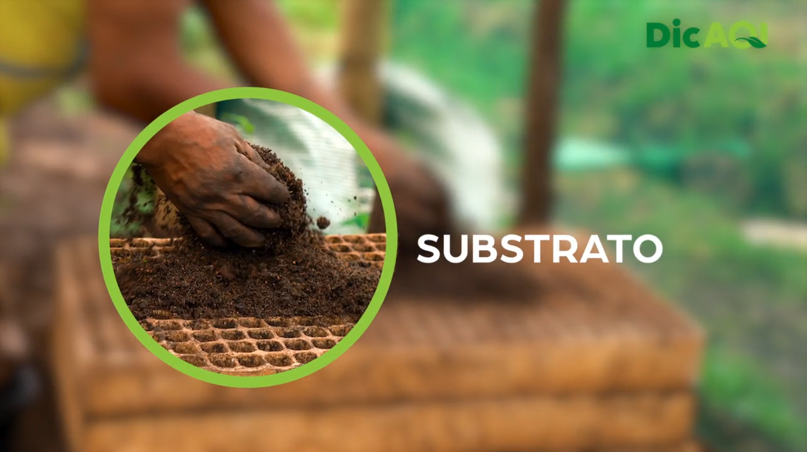 DicAQI - Passo à passo da Sementeira 