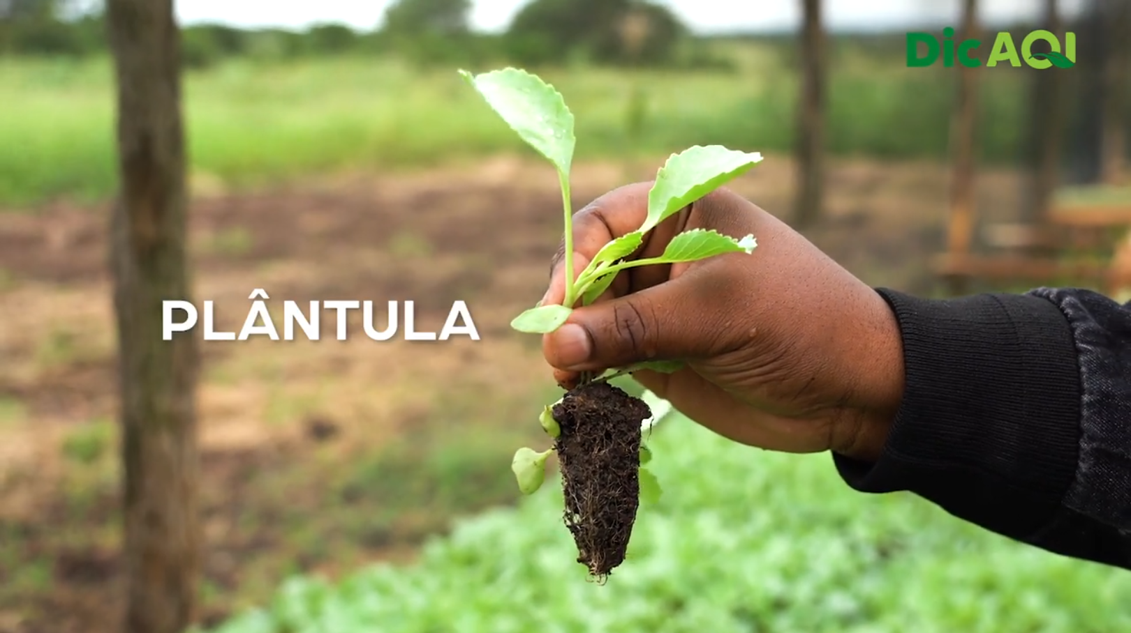 DicAQI - Quando é que podemos transplantar?