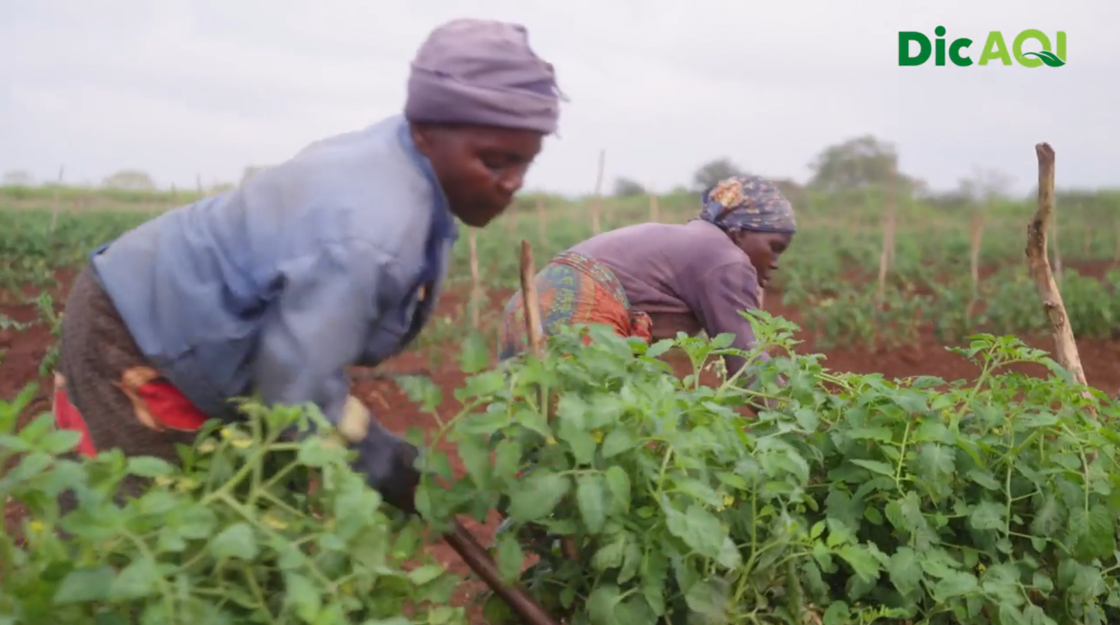 DicAQI - Maneio da planta e a rega