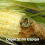 DicAQI - Pragas na cultura do Milho