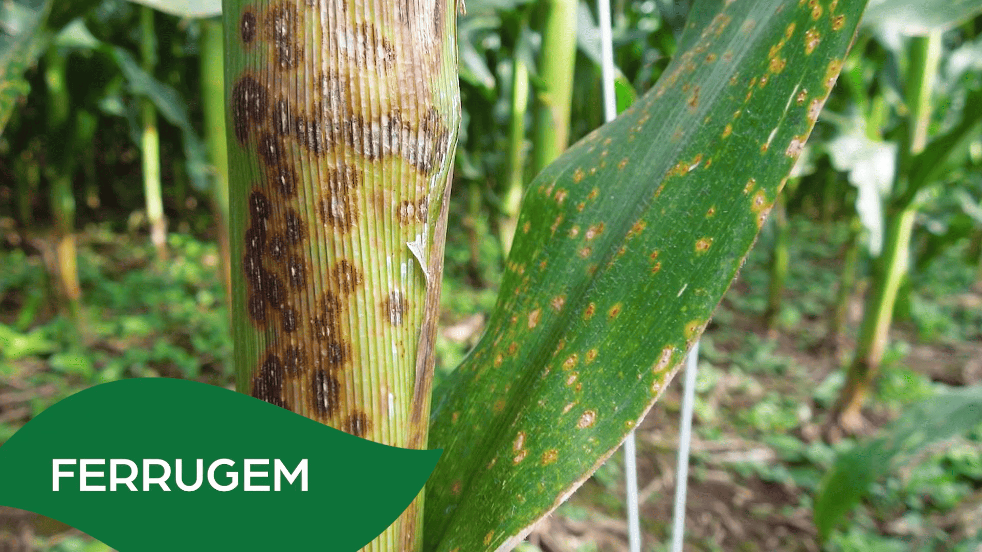 DicAQI - Doenças na cultura do Milho