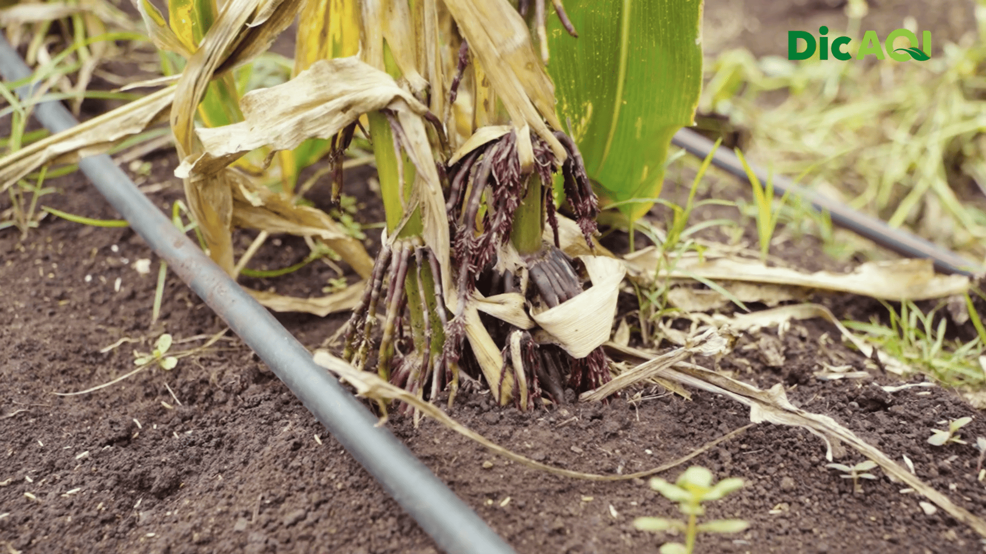 DicAQI - Excesso e Deficiência de Água na cultura do Milho